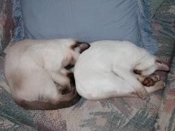 kittens
